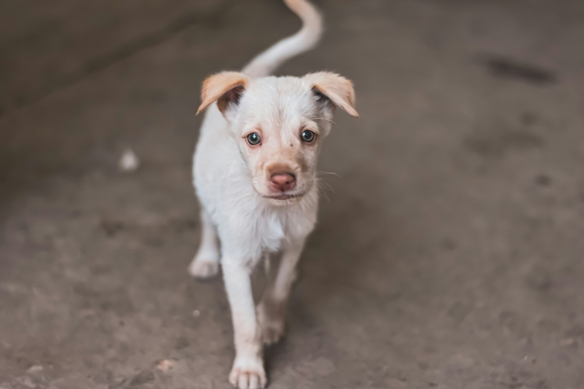 short-coated white puppy